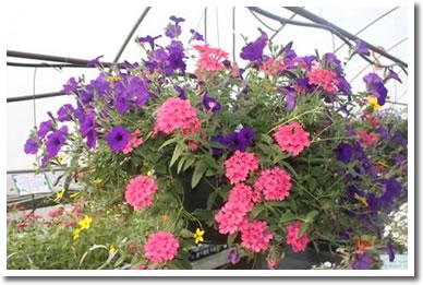 Weekender Hanging Baskets