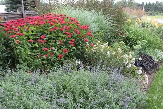 Creemore Blooms