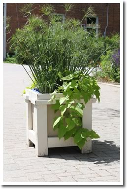 Creemore Planters