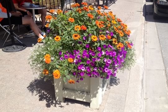 Creemore Container Flower Combo