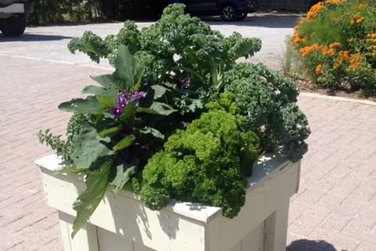 Creemore Container Veggie Combo
