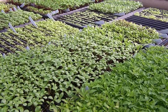 Custom Seed Growing Service