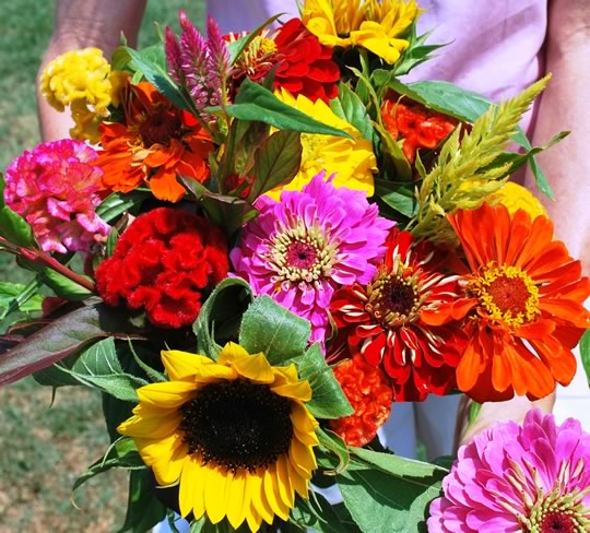 Cut Flower Transplants