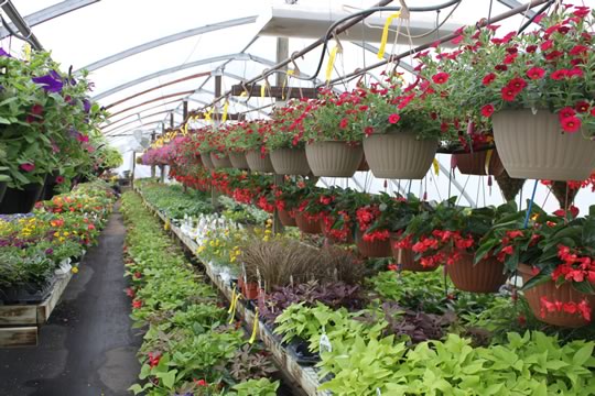 Flower Farm Greenhouse