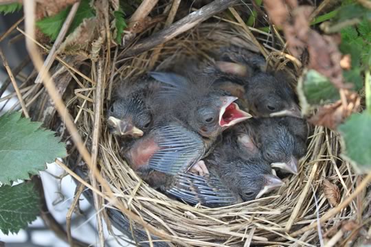 House Sparrow Babies