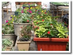 greenhouse
