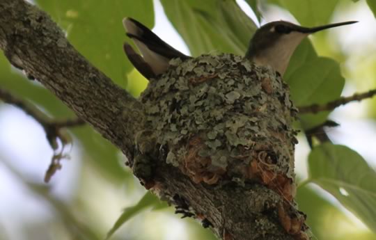 Ruby Throated Hummingbird