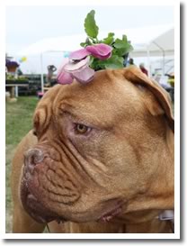 Bulldog