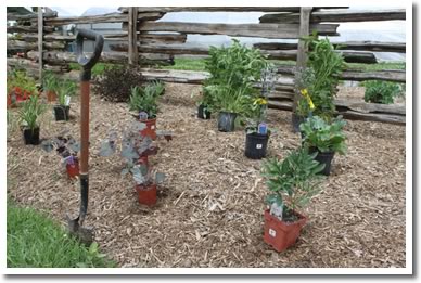 Perennial Gardens
