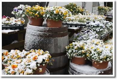Snowy Pansies
