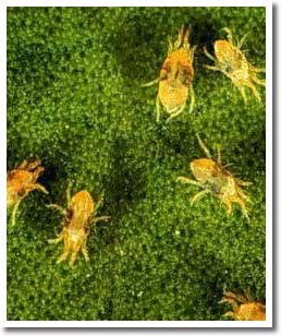 Two Spotted Spider Mite