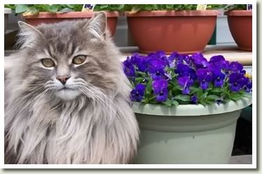 Pansies for Paws
