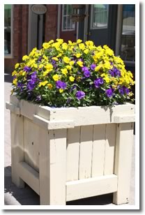 Creemore Spring Viola Planters
