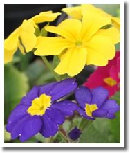 Primula Pacific Hybrids