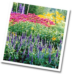 Perennial Garders