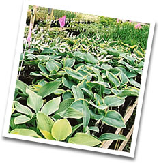 Perennial Greenhouse