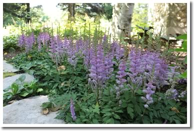 Astilbe chinensis Pumila