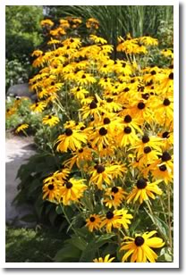 Rudbeckia Goldsturm (Black Eyed Susan)