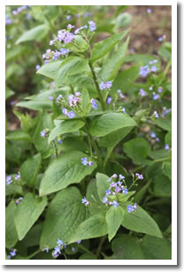 Brunnera