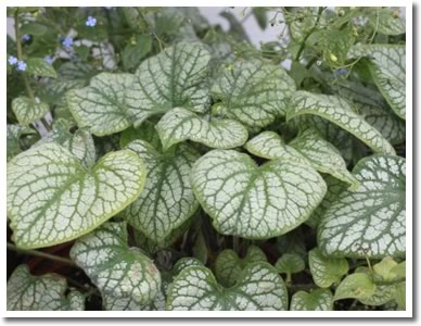 Brunnera