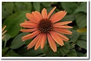 Orange Echinacea Sundown
