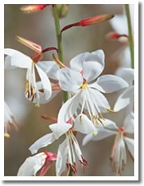 Gaura Stratosphere White & Pink Picotee