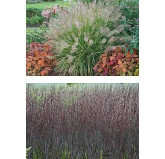 Ornamental Grasses