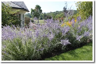 Russian Sage