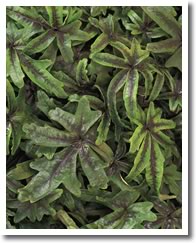 Tiarella Stargazer 'Mercury'