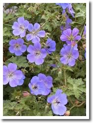 Geranium Rozanne