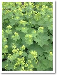 Alchemilla mollis (Lady’s Mantle) 