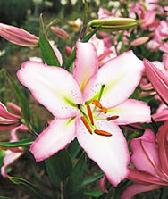 Oriental Lily Brazilia
