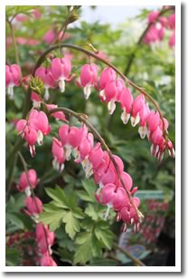 Bleeding Heart 