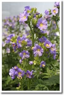 Jacobs Ladder