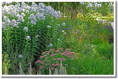 Fall Perennial Sale