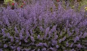 Nepeta Walker's Low