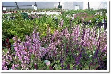 Perennials in Greenhouse