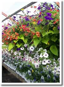 Petunias, Baskets and Potato Vines