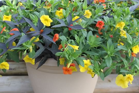 Superbells Yellow and Dreamsicle with Sweet Potato Vine Blackie