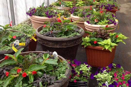 Custom Container Planting Service