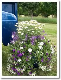 Container of Mixed Annuals