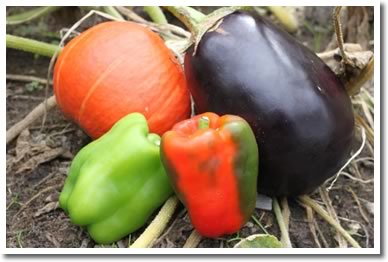 Roasted Veggies