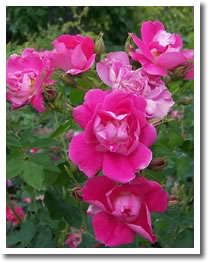 Choosing the right Rose