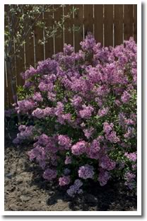 reblooming lilac bloomerang from Proven Winners