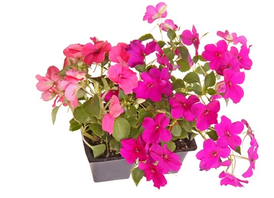 Impatiens