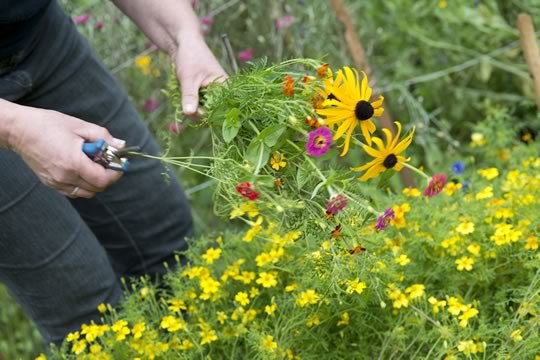Grow your own cut flowers 