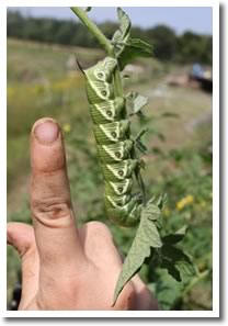 Tomatoe Horn Worm