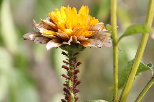Aphids also known as plant lice