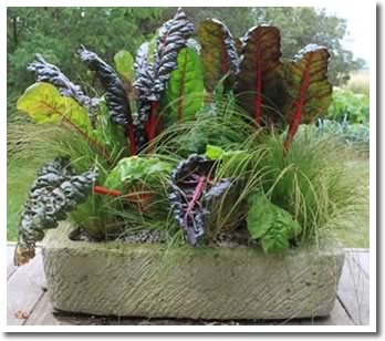 Swiss Chard and ornamental grass