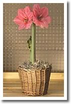 Amaryllis Care